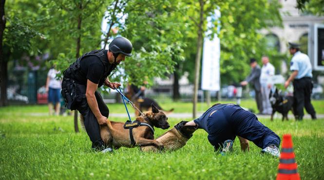 agentul rex caini politisti de luat acasa
