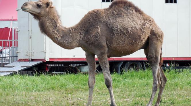 consilierii municipali ar putea adopta joi proiectul privind interzicerea folosirii animalelor in circuri