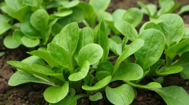 salata cum se cultiva cum se intretine cum se recolteaza sfaturi pentru agricultori