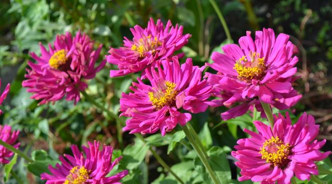 binefacerile din gradina