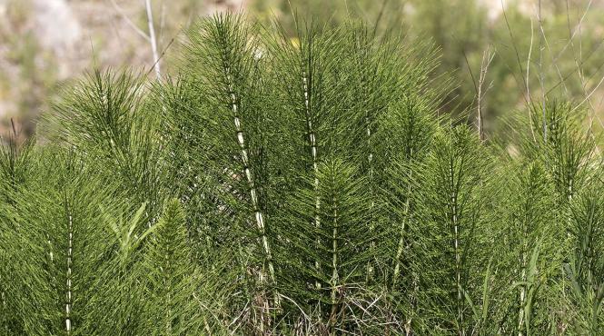 coada calului planta medicinala care curata ochii plamanii si rinichii
