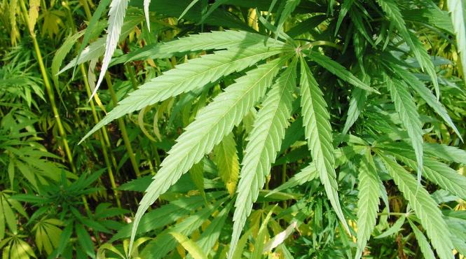 timis doi albanezi prinsi in timp ce incercau sa introduca in tara peste 30 kg de canabis