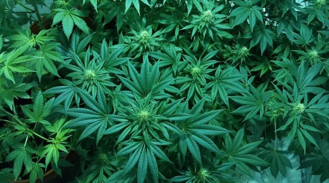 mexicul a legalizat consumul de canabis in scop medical