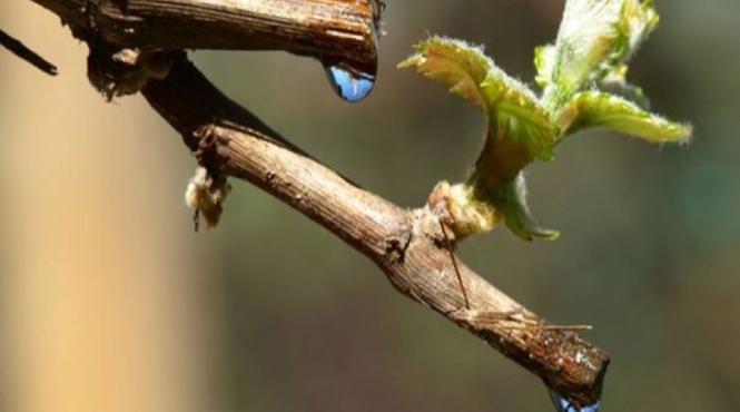 lacrimile vitei de vie leac pentru 100 de boli