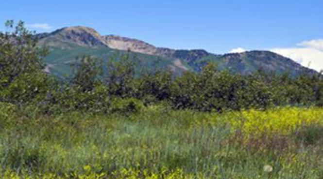 leacurile lui zamolxis si medicina traditionala balcanica tot ce trebuie sa stii