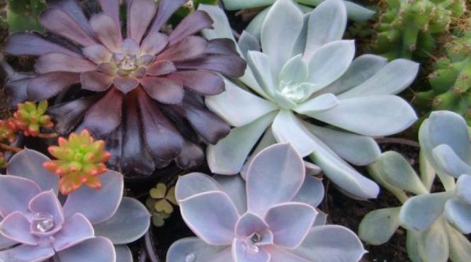 10 plante de apartament care nu necesita ingrijiri speciale