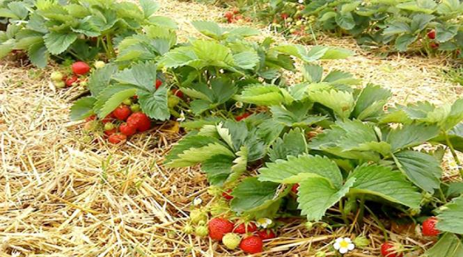 plantarea capsunilor de gradina tot ce trebuie sa stii sfaturi pentru agricultori