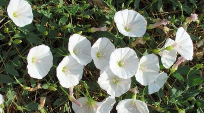 buruieni de leac din farmacia bunicii pirul sapunarita volbura troscotul