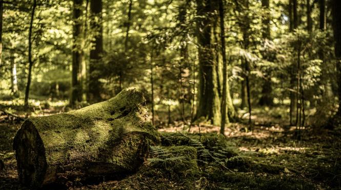 ministerul apelor si padurilor tinta de impadurire asumata prin programul de guvernare a fost depasita