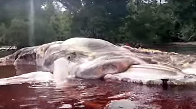 video cadavrul unui animal misterios a ajuns pe o plaja din indonezia