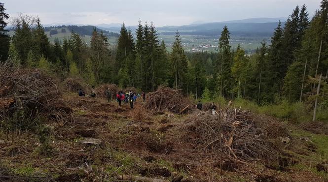 video hotii de lemne din suceava au inventat un nou mod de a fura