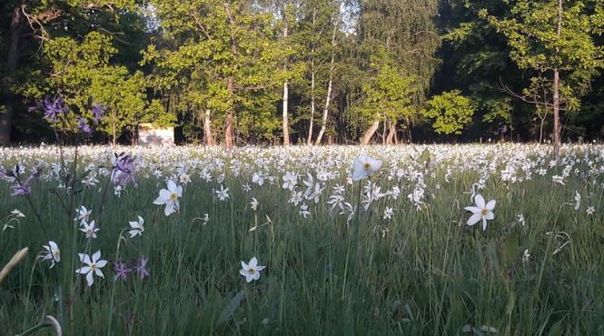 bistrita nasaud poiana cu narcise din muntii rodnei in straie de sarbatoare