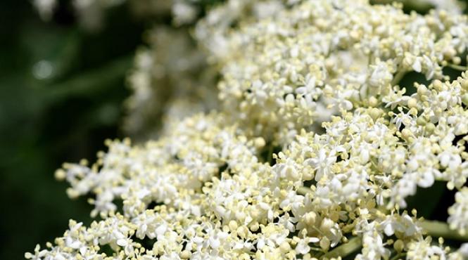 socul inamicul bolilor degenerative si al cancerelor tratamentul cu iz de sanatate pe care trebuie sa il incerci