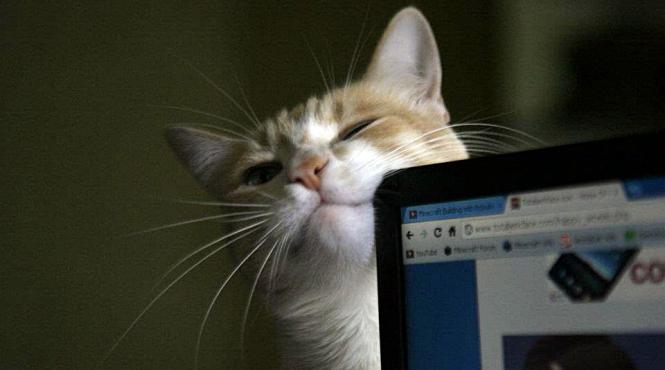 terapia prin torsul pisicilor intra in birourile marilor companii din tokyo