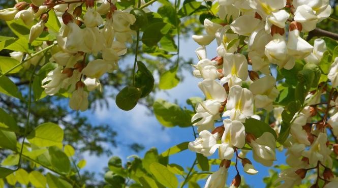 efectul minunat al florilor de salcam