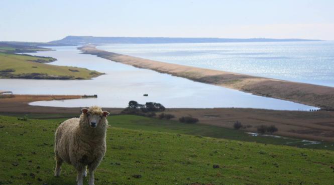 oierii vor putea primi un leu pentru fiecare kilogram de lana vanduta din 2018