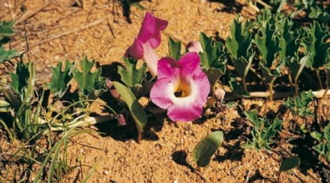 naturisme gheara diavolului contracareaza inflamarea prostatei