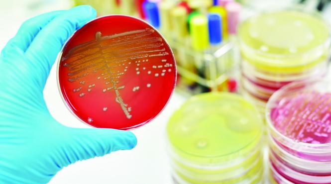 tratament contra bacteriilor ucigase