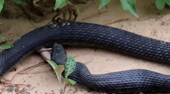 video moment bizar surprins intr o scurta filmare incredibil ce regurgiteaza un sarpe