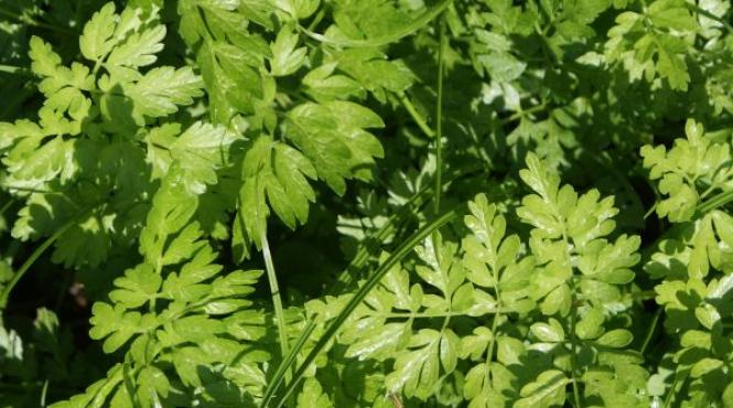 dieta cu patrunjel slabesti sanatos 4 5 kilograme in numai o saptamana