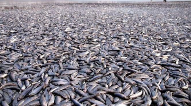 dezastru piscicol in judetul alba 40 de tone de pesti au murit intr un iaz