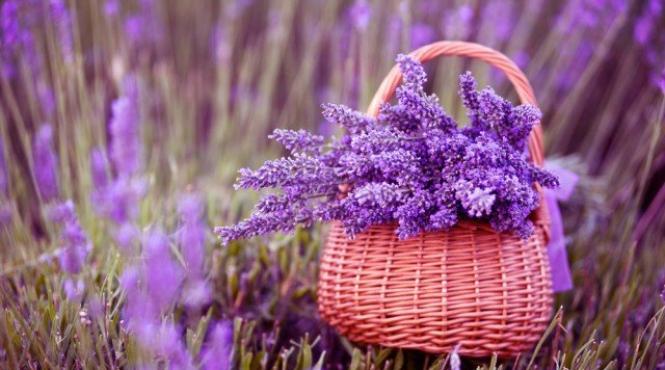 tehnologia cultivarii plantelor medicinale lavanda o cultura cu parfum de castig