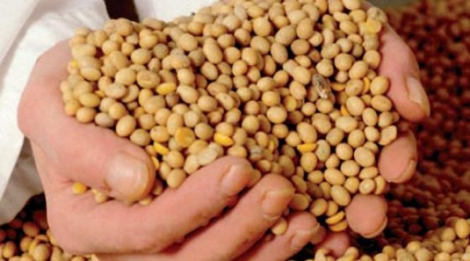 tot ce trebuie sa stii despre culturile de soia sfaturi pentru agricultori