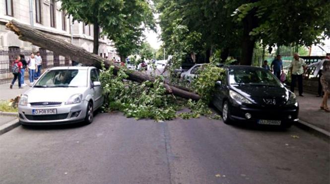 un copac prabusit pe carosabil langa un colegiu din craiova a avariat 2 masini