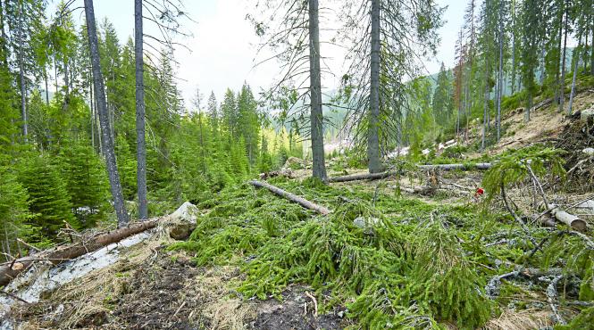 noi sanctiuni pentru contraventiile silvice