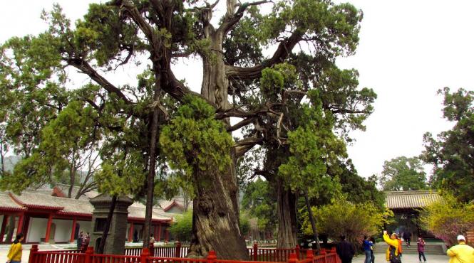 semintele unui copac in varsta de 5 000 de ani au incoltit dupa ce au fost transportate in spatiul cosmic