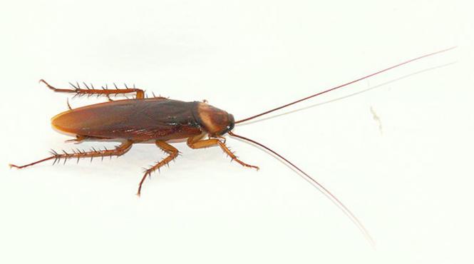 7 metode de a scapa de gandacii de bucatarie fara insecticide toxice