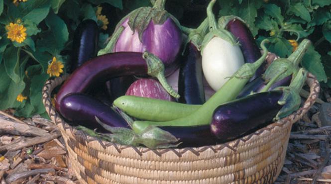 patlageaua vanata sau marul nebun de la otrava la aliment