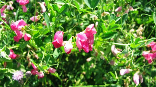 arii protejate ale romaniei complexul hidrografic valea rece