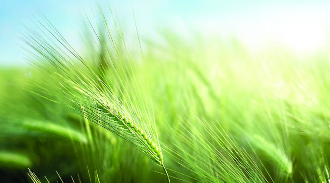cultivarea cerealelor o afacere prospera romania lider european topul firmelor cu cele mai tari business uri