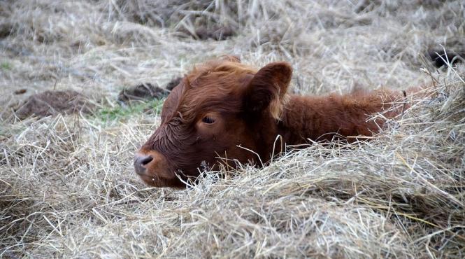 botosani fermierii din satul flondora afectati de cazurile de antrax ajutati cu hrana pentru animale