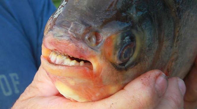 un peste cu dinti umani originar din america de sud a fost prins in dunare la drobeta turnu severin