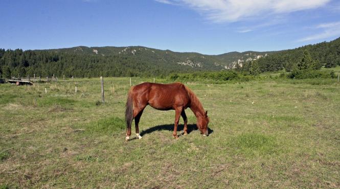 sibiu fetita de doi ani ucisa de un cal la o ferma din marpod