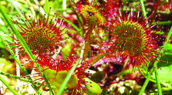 arii protejate ale romaniei crovul de la larion