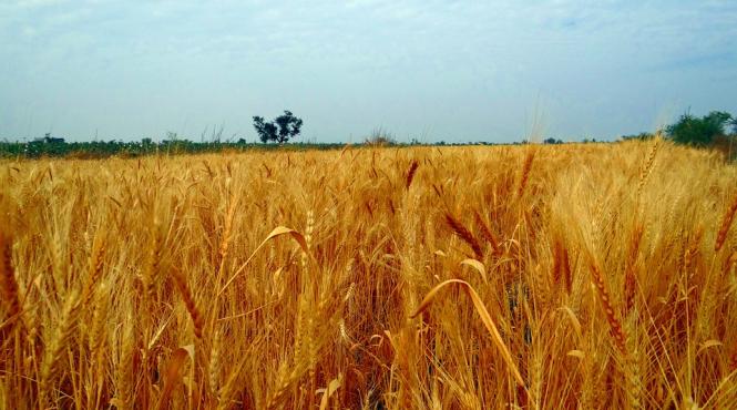 subventii de peste 33 de milioane de euro pentru fermieri romani