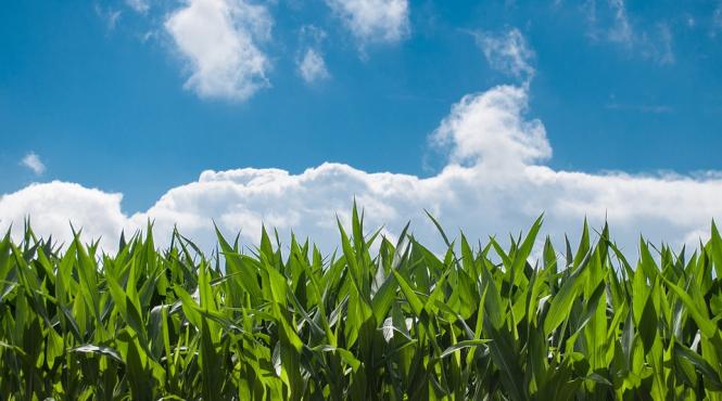 olt fermierii spera in revenirea culturilor de porumb si floarea soarelui in urma ploilor potrivit sefului daj