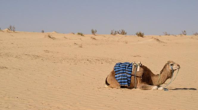 victime colaterale ale conflictului dintre qatar si arabia saudita sute de camile moarte de foame si sete