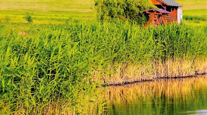 arii protejate ale romaniei turbaria de la dersca