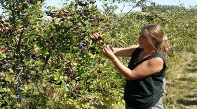 cultura de aronia 5 pasi spre reusita plantatia care va poate imbogati cu 12 000 de euro anual