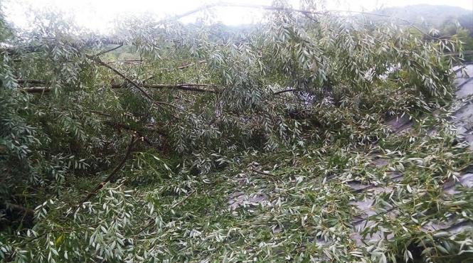 prahova copaci cazuti pe carosabil si pe o casa si tabla smulsa de vant de pe acoperisul unui bloc