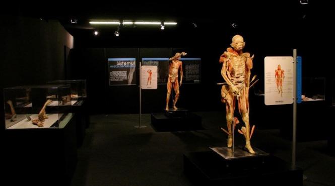 universal exhibition group prezinta expozitia our body universul interior in premiera la constanta