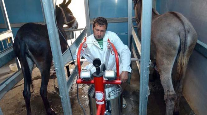 afacere cu lapte de magarita in bihor