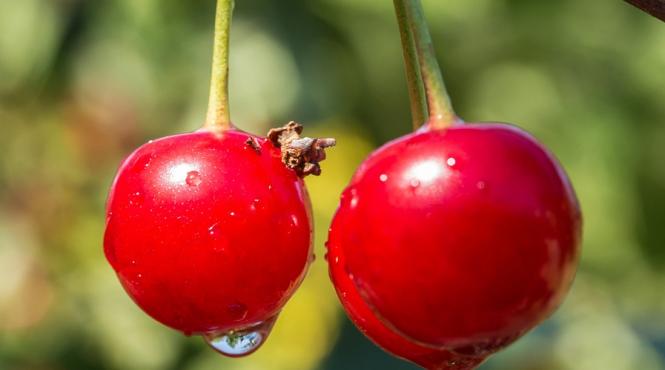 reteta zilei dulceata de visine