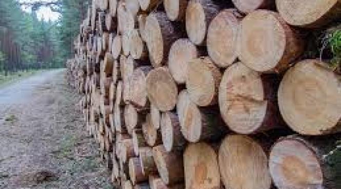 igpr peste 1 800 de persoane cercetate pentru comiterea de infractiuni silvice