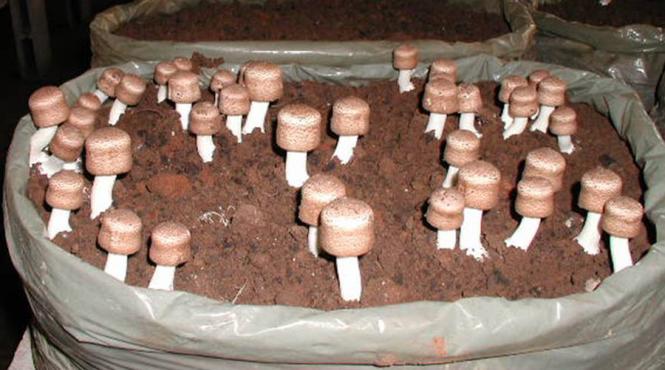 ciuperca lui dumnezeu te vindeca de cancer