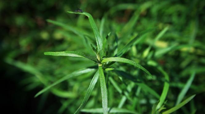 reteta zilei oua umplute cu tarhon